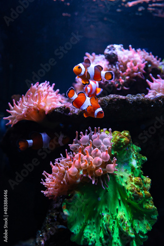 Tropical sea corals and clown fish  Amphiprion percula  Wonderful and beautiful underwater world with corals and tropical fish. Copy space for text