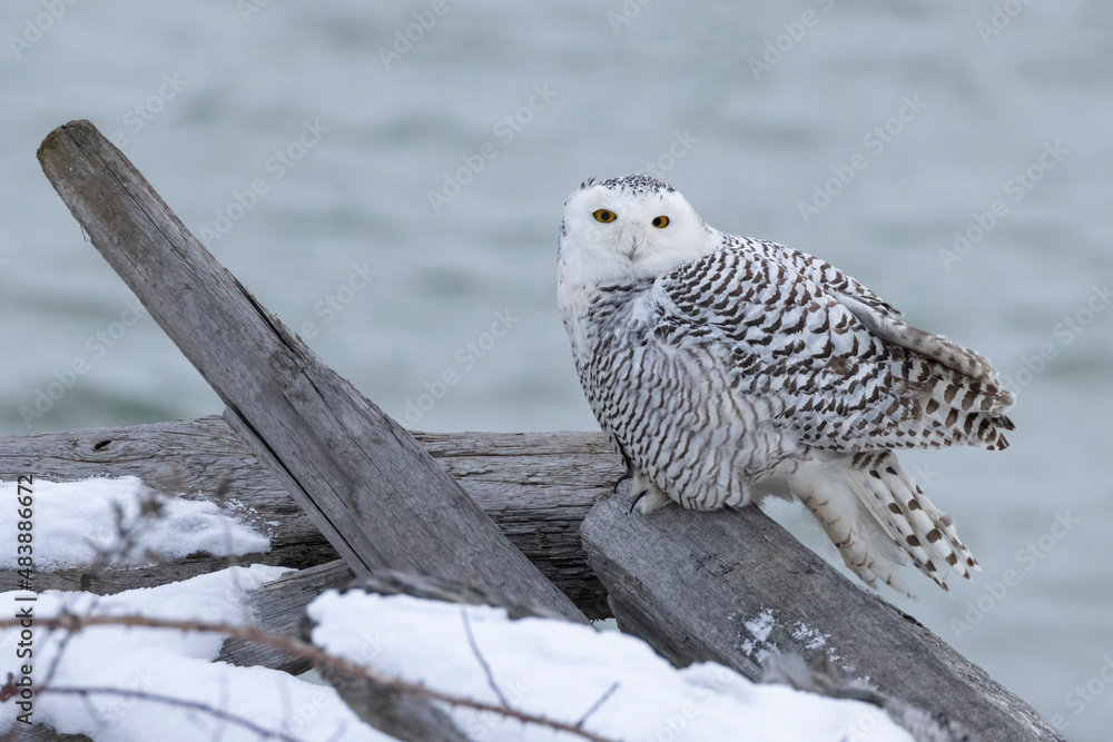 Fototapeta premium Snowy Owl bird