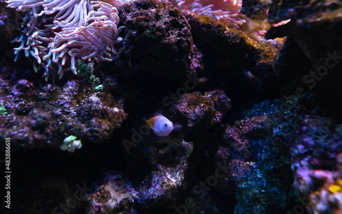 Photo of a tropical Fish on a coral reef. Copy space for text