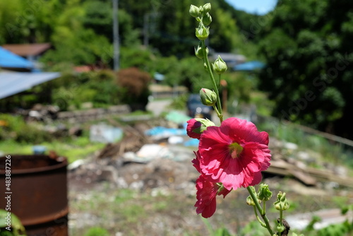 田舎に咲く芙蓉の花 photo