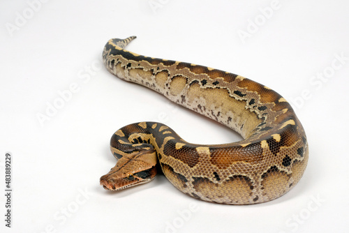Blood python // Blutpython (Python brongersmai)  © bennytrapp