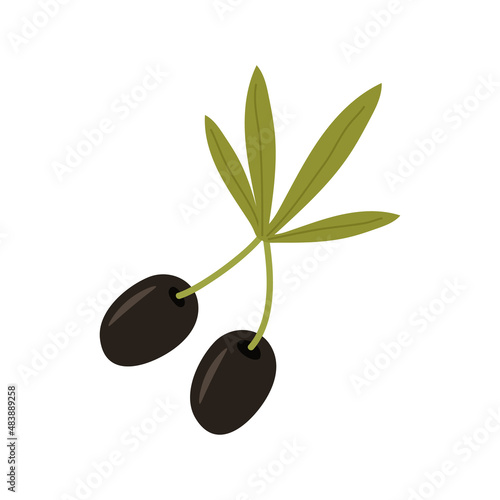 A twig with ripe olives, black fruits of the oil tree and green leaves. The vector illustration is isolated. Clipart for design, decor