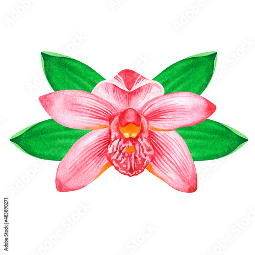 Orchid. Watercolor vintage illustration. Isolated on a white background. For your design.