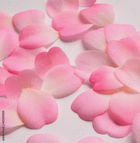pink camellia flower petals on white background.