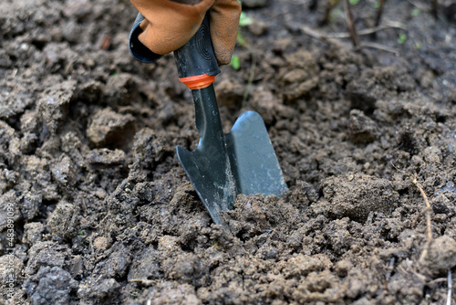 Obraz na płótnie Gardener hand planting in backyard garden, Woman in gloves using hand shovel tool for seedling, Soil preparation for vegetable home garden. w salonie