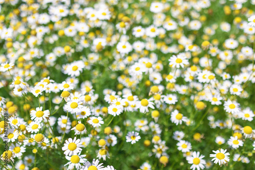 Chamomile flowers Field. Beautiful nature scene with blooming medical roman chamomiles. Nature spring blossom, Summer daisy background. Alternative medicine, phytotherapy ingredient, herbal garden. © Aleksandra Konoplya