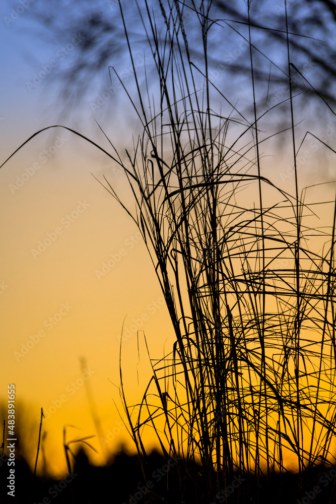 Obraz premium Grass in backlight