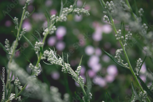 Sagebrush. Flowers in the grass photo