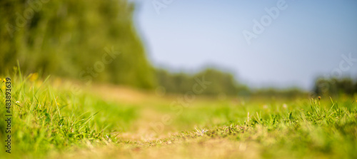 Natural strong blurry background of green grass blades close up. Fresh grass meadow in sunny morning. Copy space