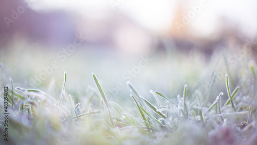 Natural strong blurry background of green grass blades close up. Fresh grass meadow in sunny morning. Copy space © shaploff