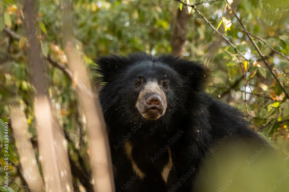 sloth bear or Melursus ursinus portrait in natural green background an aggressive animal from wild during outdoor wildlife safari at forest of central india sloth bear or Melursus ursinus portrait in natural green background an aggressive animal from wild during outdoor wildlife safari at forest of central india