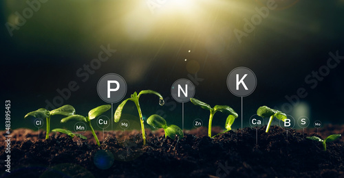 Photos Fertilization and the role of nutrients in plant life with digital mineral nutrients
