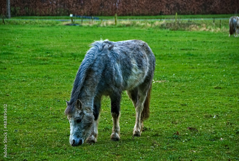Obraz premium horse in the field