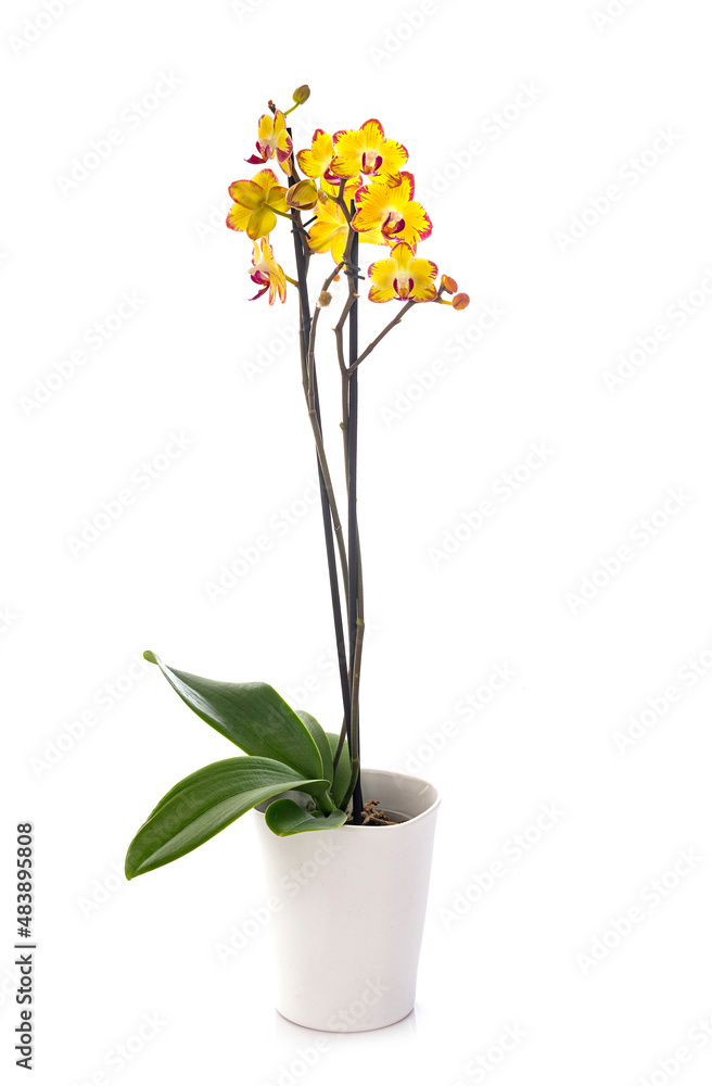moth orchids in studio moth orchids in studio