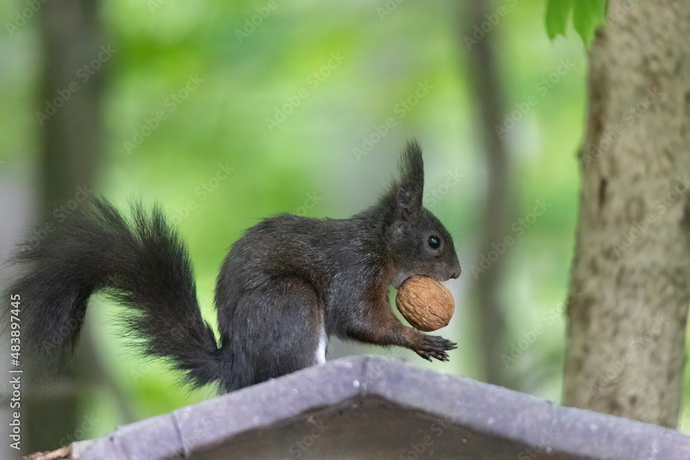 A squirrel sits between green leaves on a branch A squirrel sits between green leaves on a branch