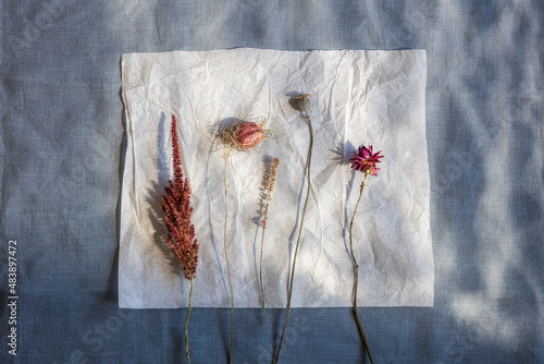 Studio shot of row of various dried flowers placed on piece of paper photo