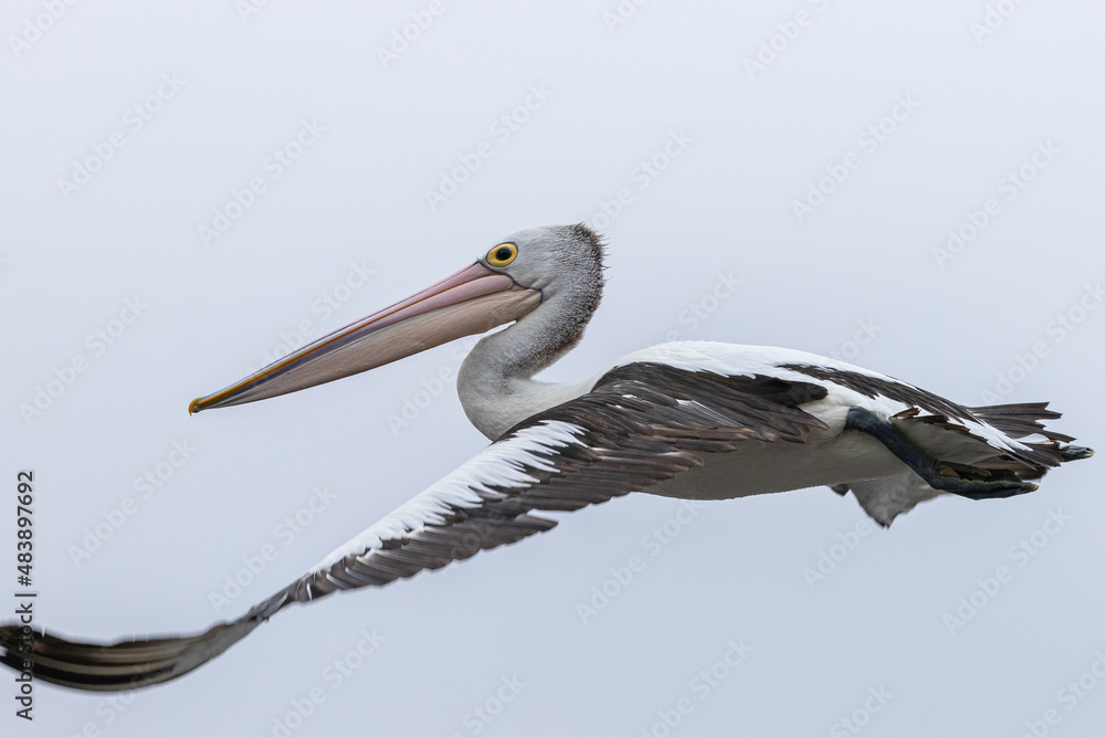Obraz premium Australian Pelican flying, Tuross Head, NSW, January 2022