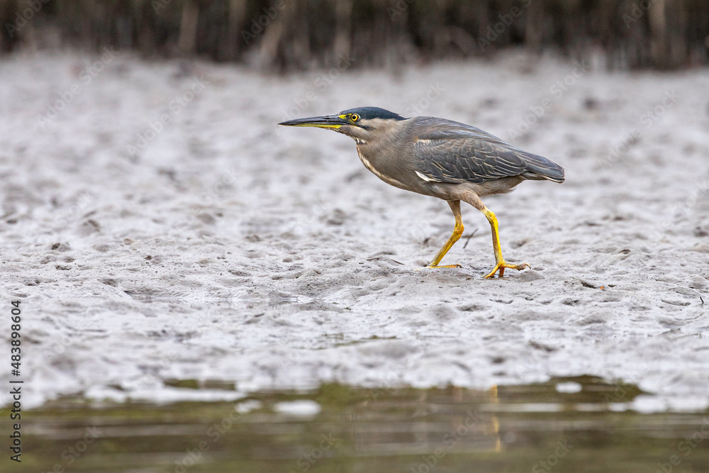 Striated Heron, Tuross Head, NSW, January 2022 Striated Heron, Tuross Head, NSW, January 2022