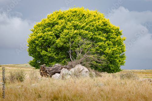 Tree with storm clouds, Braidwood, NSW, January 2022