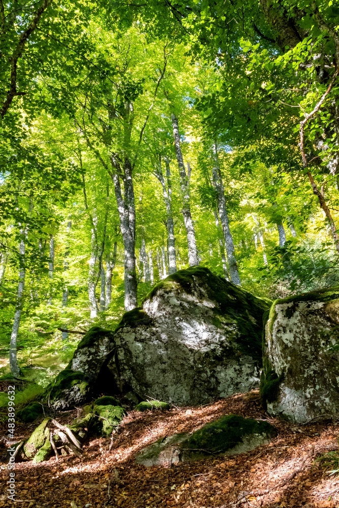 Gigantesque bloc de rocher au milieu d'une forêt en montant le puy de Sancy à partir de la vallée de Chaudefour Gigantesque bloc de rocher au milieu d'une forêt en montant le puy de Sancy à partir de la vallée de Chaudefour