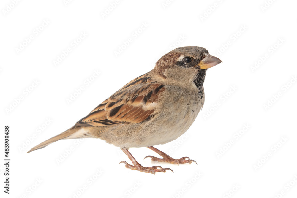 Ταπετσαρία Male House Sparrow, Passer domesticus, isolated on white background