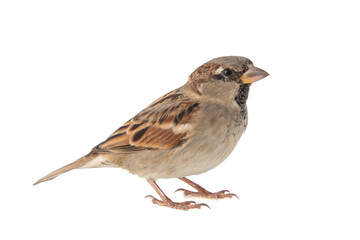 Male House Sparrow, Passer domesticus, isolated on white background