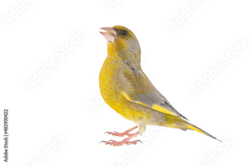 Greenfinch isolated on a white background. Carduelis chloris © BigNazik