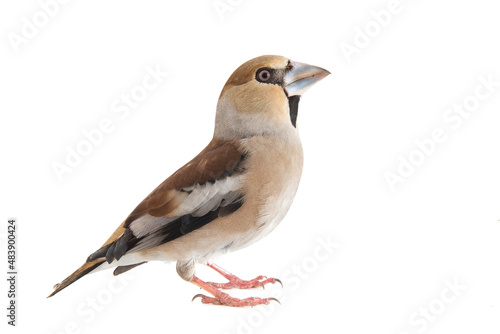 Male Hawfinch Coccothraustes coccothraustes, cut out, with white background