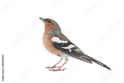 Male Chaffinch, Fringilla coelebs, isolated on white background photo