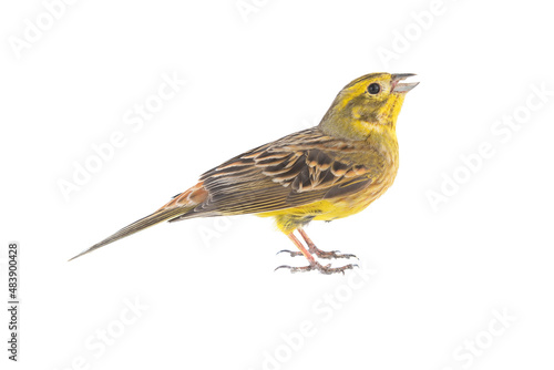 Yellowhammer Emberiza citrinella, isolated on a white background