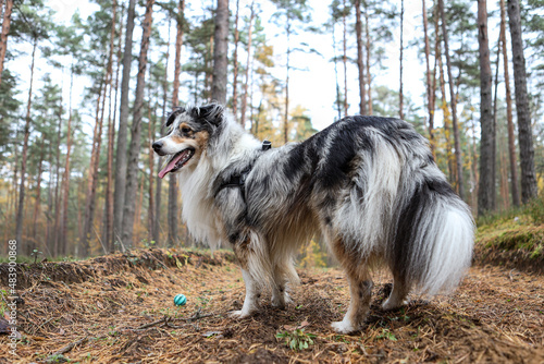 blue merle sheltand sheepdog standing near blue ball.