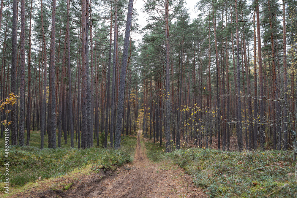 Fototapeta premium Old pine tree forest environment photography with small forest road, path.