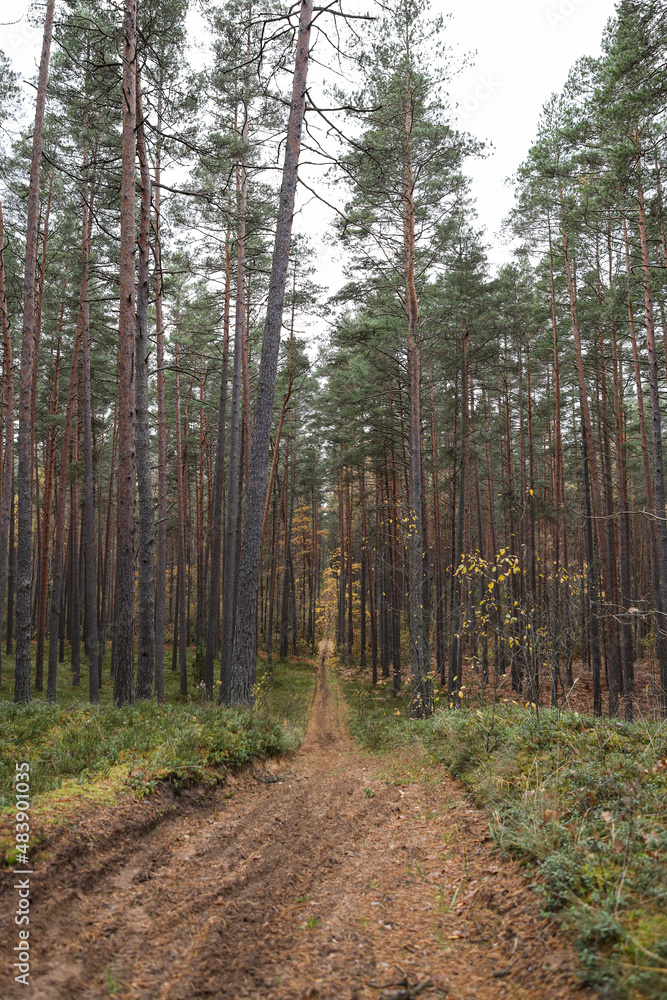Old pine tree forest environment photography with small forest road, path. Old pine tree forest environment photography with small forest road, path.