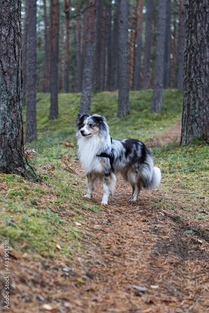 Obraz premium Blue merle shetland sheepdog standing in forest and looking forward.