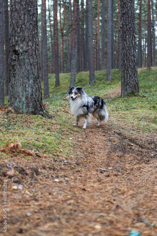 Blue merle shetland sheepdog standing in forest and looking forward. Blue merle shetland sheepdog standing in forest and looking forward.