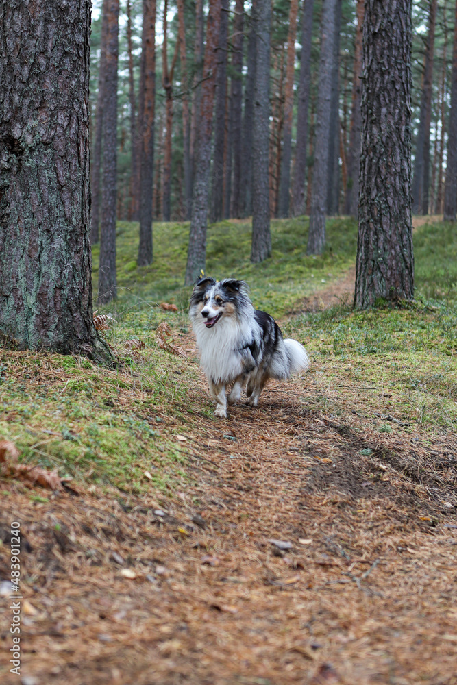 Blue merle sheltand sheepdog walking towards camera. Blue merle sheltand sheepdog walking towards camera.