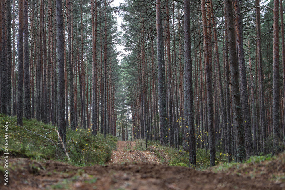 Fototapeta premium Old pine tree forest environment photography with small forest road, path.