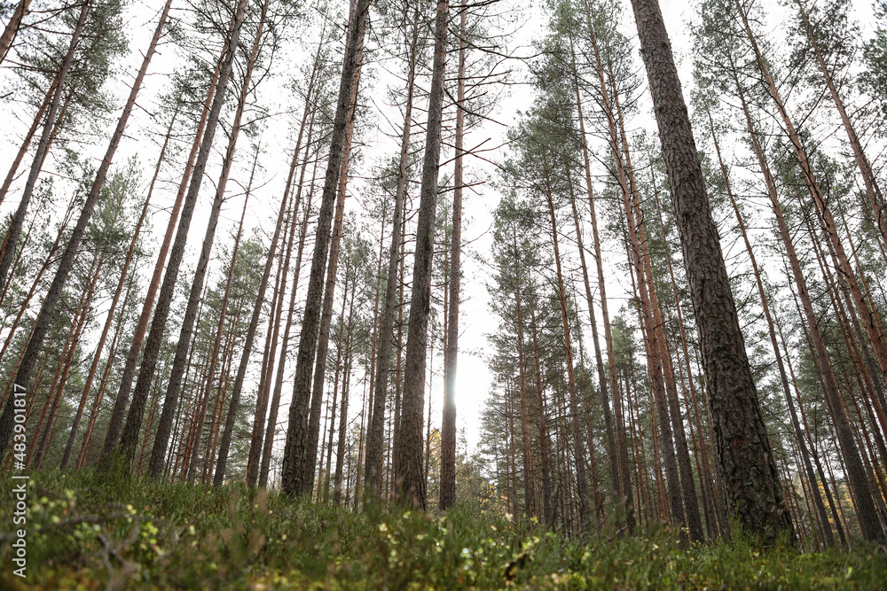 Fototapeta premium Wide angle forest view in pine tree forest.