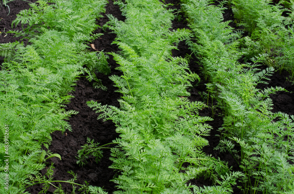 Fototapeta premium Fresh Organic Carrot Growing in Garden Carrot on Garden Bed