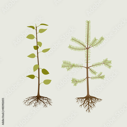 Seedlings of cultivated, deciduous tree and pine. Plantings for the garden.