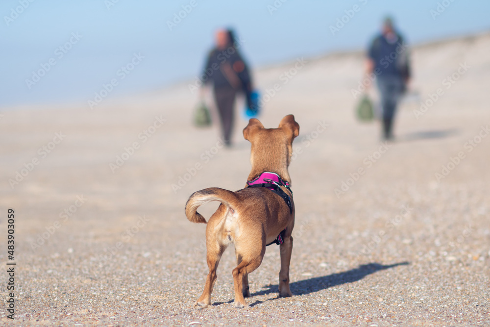 Back view of a small curious mixed-breed dog standing on the sand at the beach and waiting for two unrecognizable fishermen carrying bags and walking in the distance in the blurred background