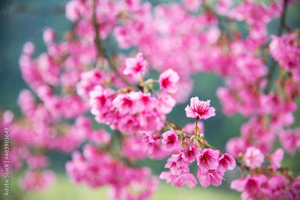 Beautiful sakura blossom tree in hilly area Chiangmai Thailand