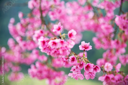 Beautiful sakura blossom tree in hilly area Chiangmai Thailand © pairhandmade