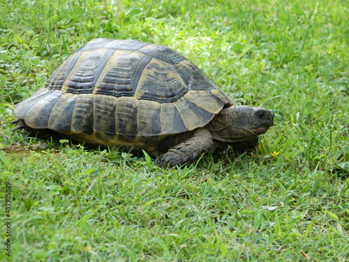 Land tortoise in nature on a glade