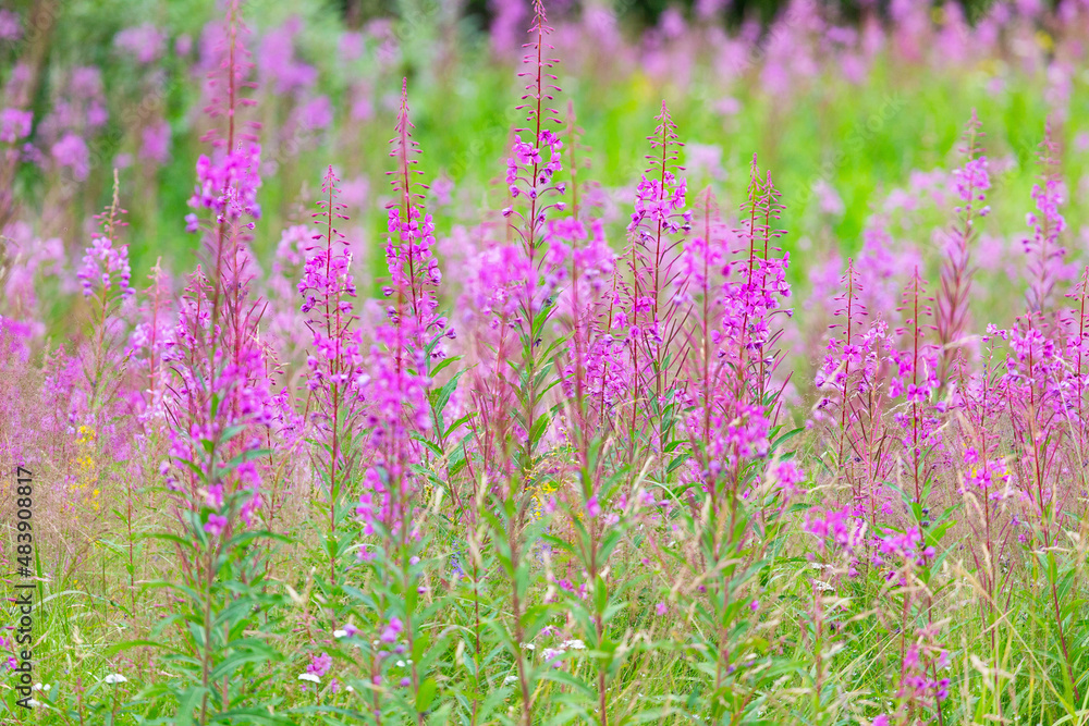 flowers of Fireweed, Chamaenerion angostifolium on a sunny summer day