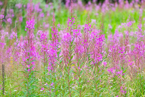 flowers of Fireweed  Chamaenerion angostifolium on a sunny summer day