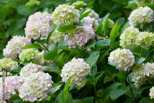 Obraz na plátně Closeup of green hydrangea (Hydrangea macrophylla)