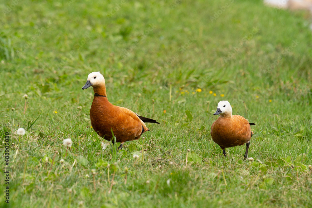 Two Ruddy shelducks stand on the green grass Two Ruddy shelducks stand on the green grass