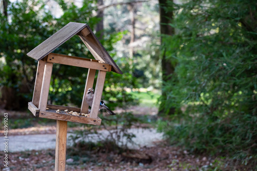 Jay Garrulus glandarius in the nature. A bird with blue wings eats food in a wooden house.