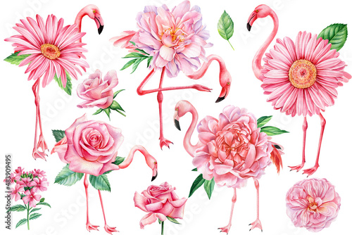 Set pink flowers and flamingos birds on a white background. Watercolor hand drawn illustration, digital design